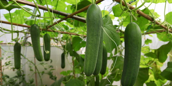 تصویر 4 از خرید خیار سبز درختی + قیمت فروش استثنایی